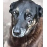 Polícia quer apreender passaporte de envolvido na morte do cão Orelha