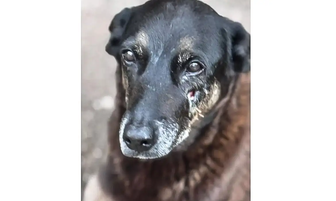 Polícia quer apreender passaporte de envolvido na morte do cão Orelha